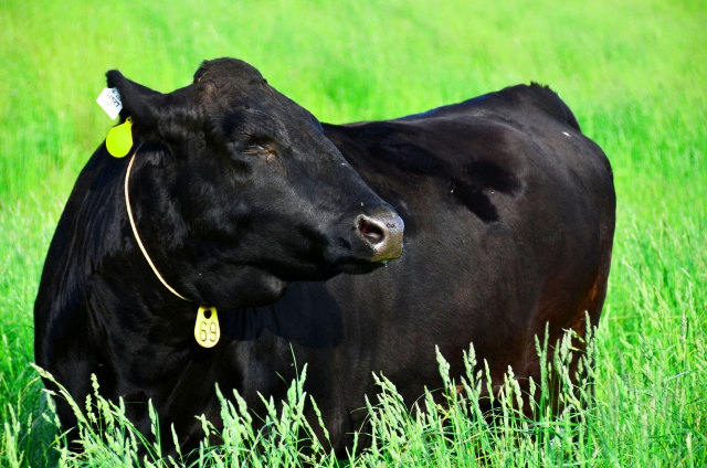 和牛の品種の特徴とは？
